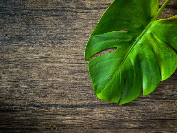 istock Monstera leave on the wooden backgrounds 1408865263