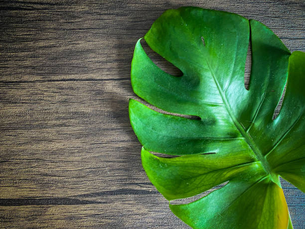 istock Monstera leave on the wooden backgrounds 1408865286