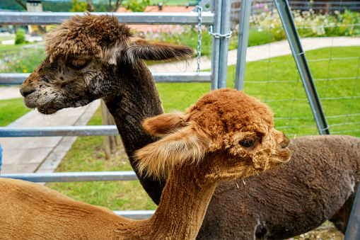 Cute alpaca llama in animal farm. Beautiful alpaca or llama in paddock cade. Animal portrait eating hay. Close up tender alpaca in llama farm or zoo. Furry lama feeding care concept.
