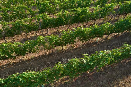 Aerial photographic shot of a field planted with vines in the summer season