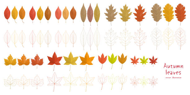 осенние листья коллекции. - oak leaf leaf maple leaf autumn stock illustrations