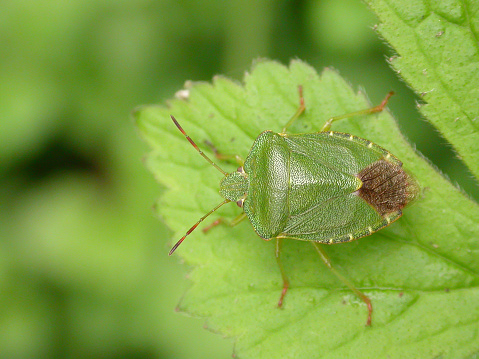 The green shield bug (Palomena prasina) is a European shield bug species in the family Pentatomidae. The name might equally apply to several other species in the tribe Nezarini, or if referred-to as a \