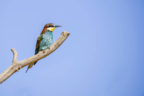 istock Bee-eater perched on a dry branch of a tree 1408867904