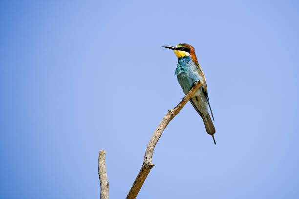 istock Bee-eater perched on a dry branch of a tree 1408867913