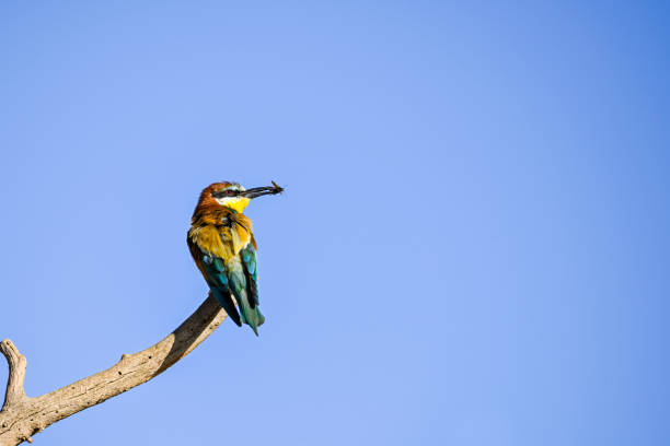 istock Bee-eater perched on a branch, with an insect in its beak 1408867916