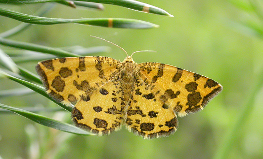 Pseudopanthera macularia, the speckled yellow, is a moth of the family Geometridae.\nThe wingspan is 23–28 mm. Easily known by having the lines or bands altogether broken up into large irregular spots. Underside the same.\nThe larva mainly feeds on woodsage, (Teucrium scorodonia) from July to September. The moth is common in woodland and flies in daylight, from April to the beginning of July often in numbers. \nIt is found throughout Europe, from the Iberian Peninsula through Western and Central Europe and the British Isles and Russia to the Urals. Its range extends North to South Fennoscandia, in the South from the Western Mediterranean islands and Italy and the Balkan peninsula to the Black Sea region and the Caucasus. From Asia Minor it extends East through the rest of the Palearctic to Transbaikal (source Wikipedia). \n\nThis Picture is made during a long weekend in the South of Belgium in June 2006.