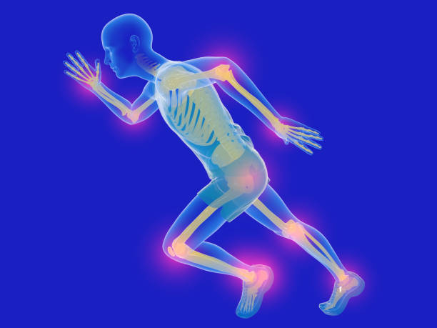 istock 3d illustration human anatomical running. 1408869651