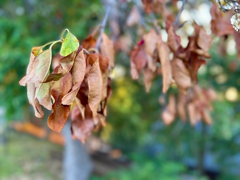 Dying leaves selective focus
