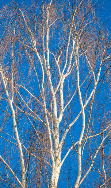 istock Birches against the blue sky. Autumn or spring nature. 1408869818