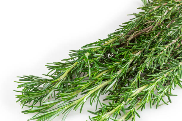 istock Rosemary isolated on white background. 1408870887