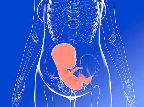 Image of the inside of a woman's body showing a fetus in an advanced stage of pregnancy.