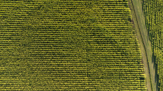 Aerial View of Sugar Cane Farms
