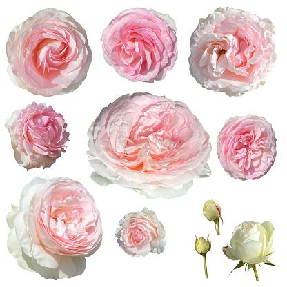 Three beautiful pink roses on a white background