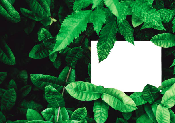 istock Green abstract texture with white frame, background, tropical leaves 1408872653