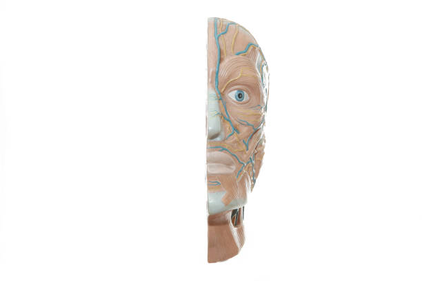 istock Medical anatomy and lymphatic system manikin 1408872801