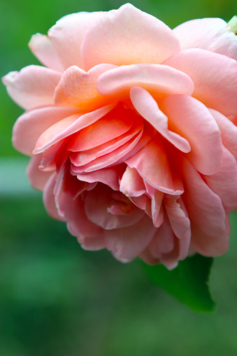 Large cream pink Chinese rose flowerhead close up macro photograph.
