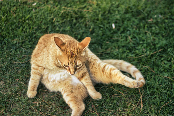 istock Cute ginger cat posing to the camera 1408873781