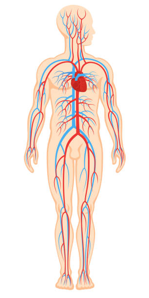 области сердечно-сосудистой системы - human heart red vector illustration and painting stock illustrations