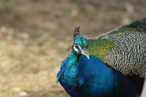 Male peacock