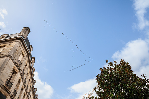 Picture of a v shape flock of birds flying in a blue sky, made of wild eurasian cranes migrating. The common crane, also known as the Eurasian crane, is a bird of the family Gruidae, the cranes. A medium-sized species, it is the only crane commonly found in Europe besides the demoiselle crane.