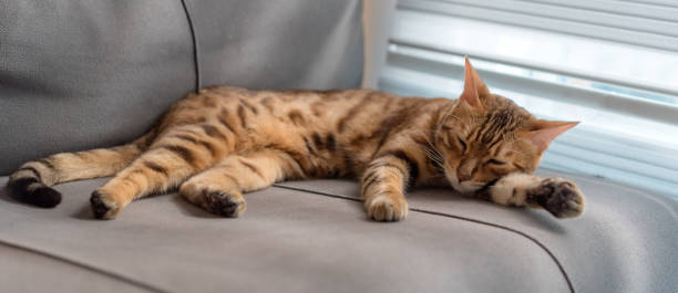 istock Domestic bengal cat sleeps on the couch. 1408876142