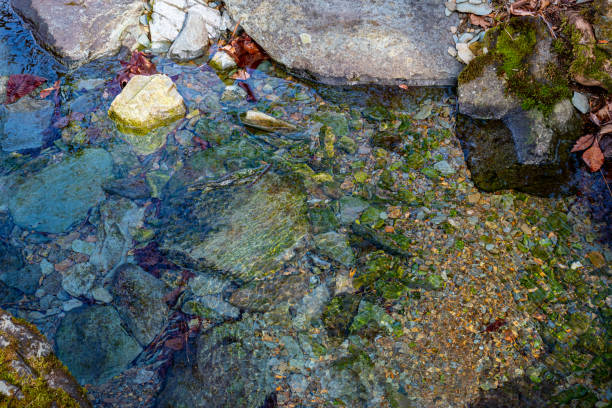 An Appalachian Mountain stream with rocks and moss running through a forest in winter. Clear and cold water provides habitat for many animals including fish and insects. Colorful rocks and pebbles line the bottom of the creek.
