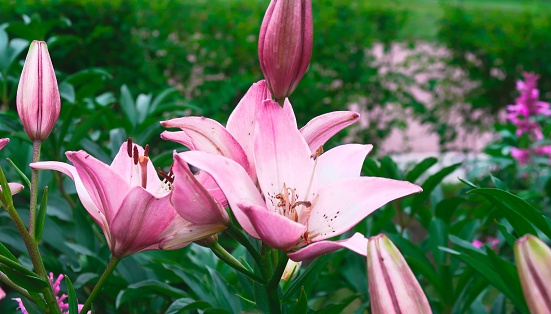 Stargazer lily plants in a garden