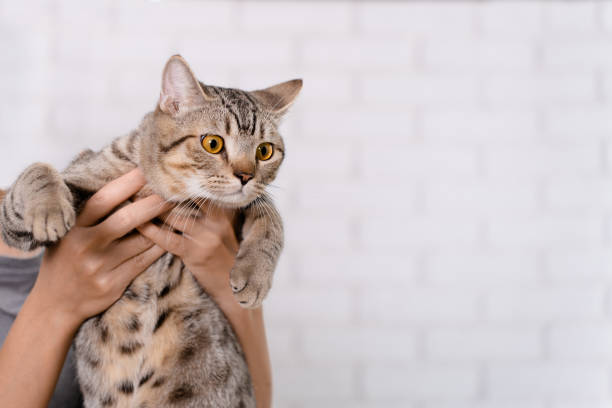 istock Female hand holding a striped cat. 1408877511