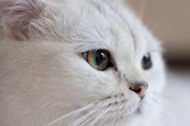 istock the cat is lying on a white blanket 1408878722