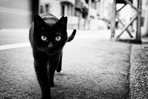 Image of a black cat walking on an asphalt road ,Monochrome