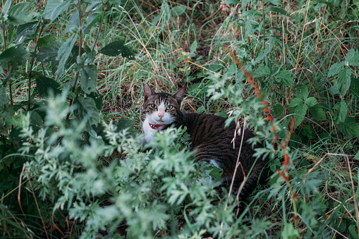 Image of a cute-faced cat calming down in a bush