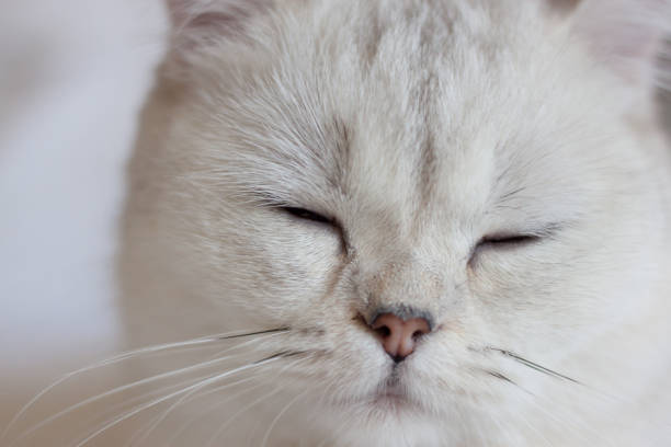 istock the cat is lying on a white blanket 1408878738
