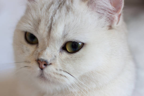 istock the cat is lying on a white blanket 1408878766
