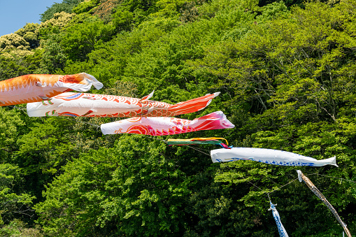 A fluttering carp streamer wishing for the health of boys at an annual event in Japan