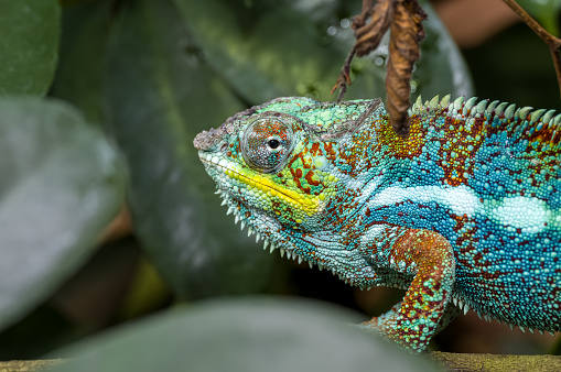 A captive Panther Chameleon, Furcifer pardalis. Native to eastern and northern parts of Madagascar in the wild.