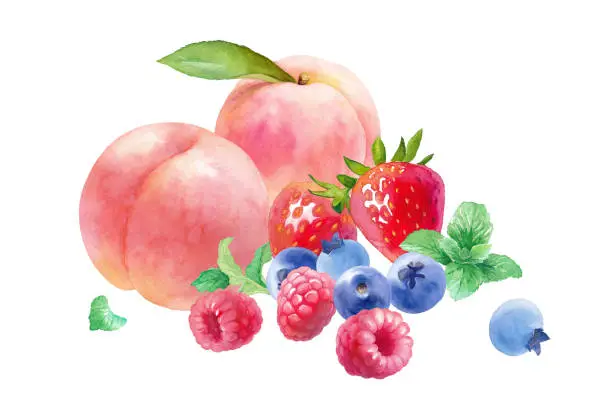 Vector illustration of Watercolor illustration of 3 kinds of fresh berries and peaches. A collection of raspberries, strawberry, blueberries, mint and white peaches. (Vector. Layout can be changed)