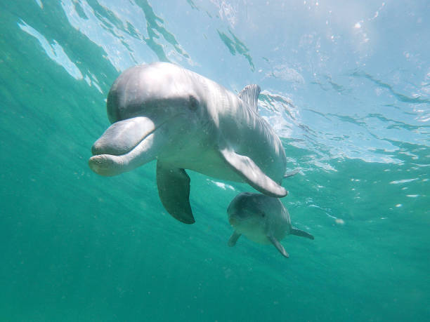 Image, Western Australia 20200