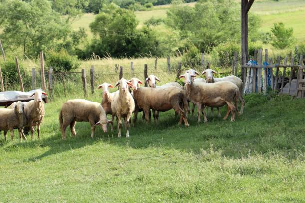 istock Herd of sheep standing in the grass 1408880934