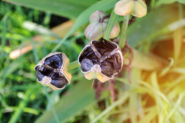 Black seeds in pods and leaves of an iris plant in the garden, close-up. Seasonal ripening of harvest flowers. Gardening, cultivation and horticulture Black seeds in pods and leaves of an iris plant in the garden, close-up. Seasonal ripening of harvest flowers. Gardening, cultivation and horticulture belamcanda chinensis stock pictures, royalty-free photos & images