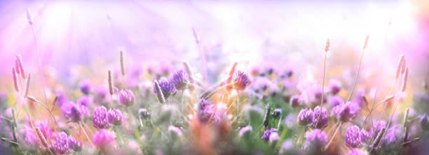 istock Selective and soft focus on clover, flowering clover flower in meadow 1408881010