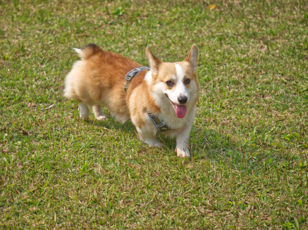 istock young male corgi on field 1408881610
