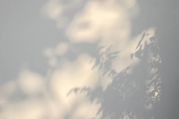 istock Abstract natural tree leaves shadow on white wall background 1408882595