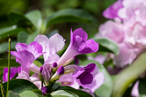 fresh purple mansoa alliacea blooming and buds vine flower with green leaves outdoor in botanic garden