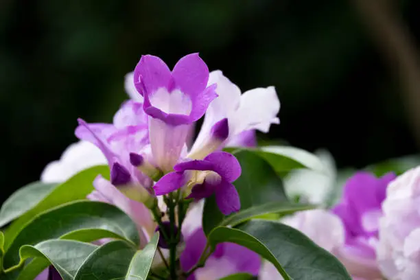 Photo of fresh purple mansoa alliacea group blooming and buds vine flower outdoor in botanic garden.