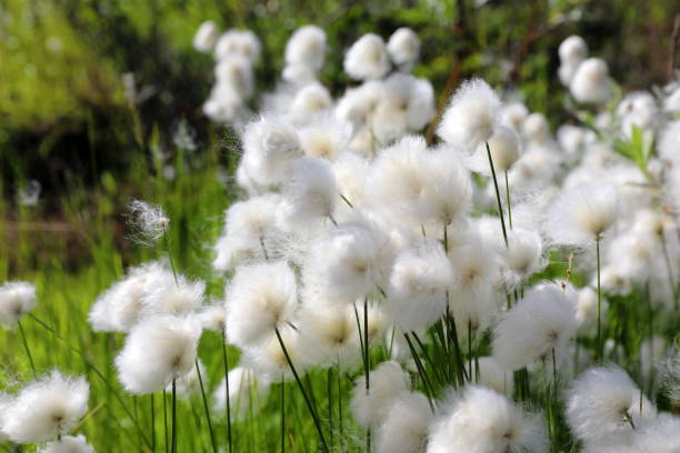 istock Eriophorum scheuchzeri Hoppe. Cotton grass close-up in the Arctic 1408882987