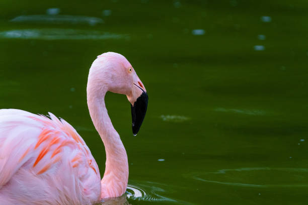 istock pink flamingos in water 1408883491