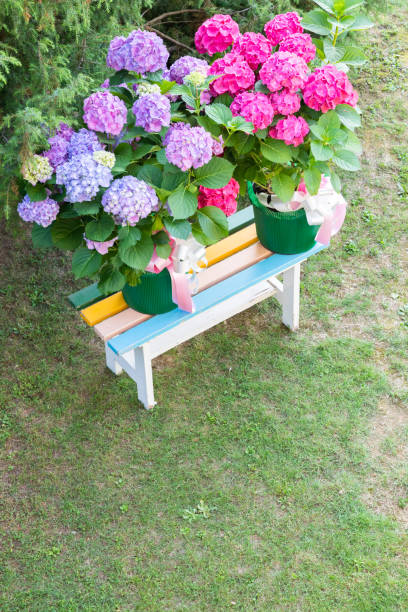 istock Ortensia flowers - Hydrangea - as decoration garden. Romantic and delicate gift. 1408888362
