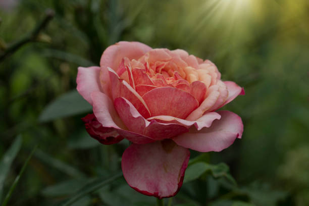Blooming pink roses. light shining from above. stock photo