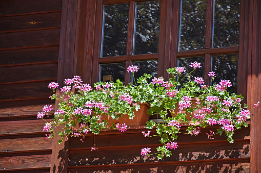 A beautiful window sill planter box outside with colorful blooming flowers in Midtown Manhattan of New York City