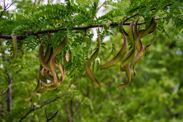 ceratonia siliqua, 일반적으로 캐럽 나무 또는 캐럽 덤불로 알려진, 세인트 존스 빵 또는 메뚜기 콩 또는 메뚜기 나무는 완두콩 가족의 일부입니다, fabaceae, 여기에 당신은 과일을 볼 수 있습니다 몰� - ceratonia 뉴스 사진 이미지